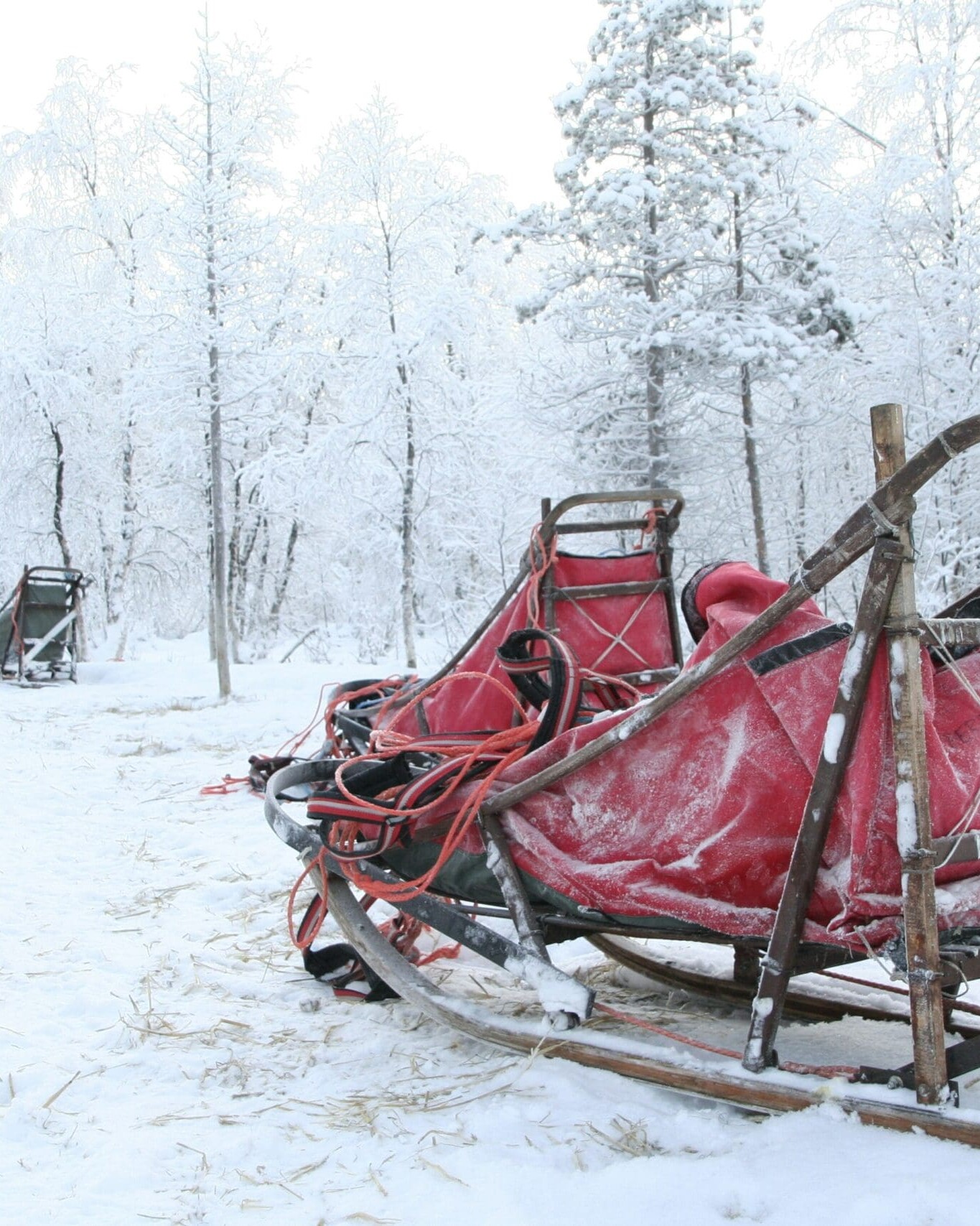 Hundeslede. Foto: Jørgen Vervliet
