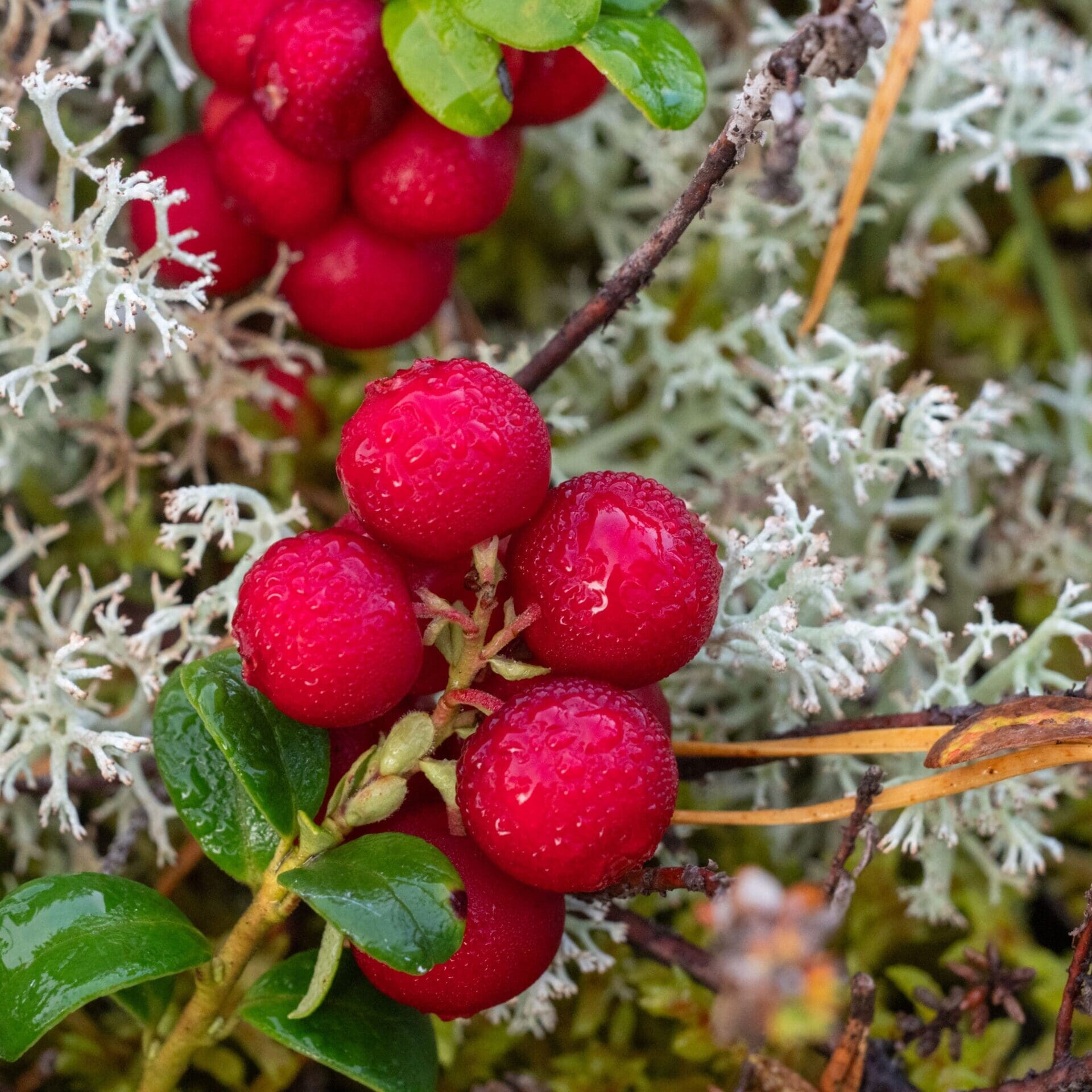 Tyttebær. Foto: Shutterstock.